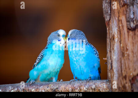 Kleine helle blaue Papageien Vögel sitzen auf Ast auf unscharfen Kopie Raum Hintergrund. Halten der Haustiere zu Hause Konzept. Stockfoto