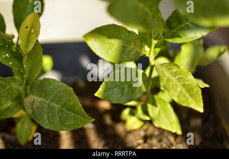 Nahaufnahme auf eingemachte Zitrone Sämlinge. Sie sind bewässert: ein Regen von Wassertropfen benetzt die Blätter. Stockfoto