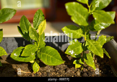 Nahaufnahme auf eingemachte Zitrone Sämlinge. Sie sind bewässert: ein Regen von Wassertropfen benetzt die Blätter. Stockfoto