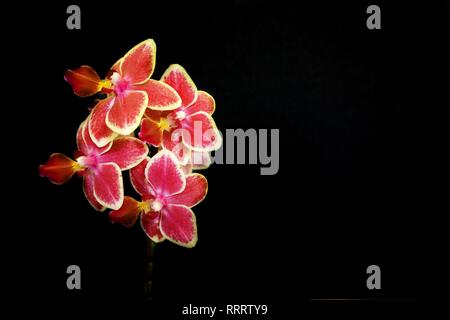 Farbige Orchidee auf schwarzem Hintergrund Stockfoto