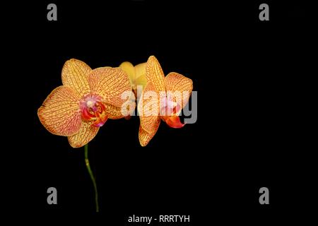 Farbige Orchidee auf schwarzem Hintergrund Stockfoto