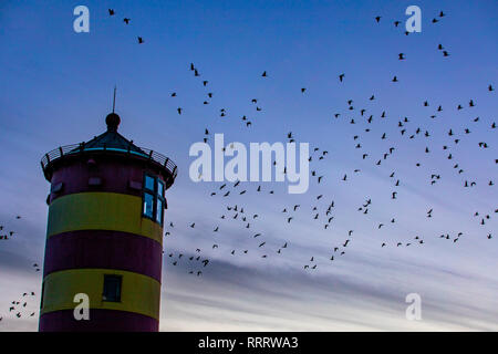 Der Pilsumer Leuchtturm auf dem Nordseedeich bei Pilsum, Gemeinde Krummhörn, Ostfriesland, Niedersachsen, Brandgänse fliegen am Abend, Stockfoto