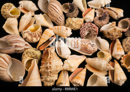 Verschiedene Muscheln auf schwarzem Hintergrund Stockfoto