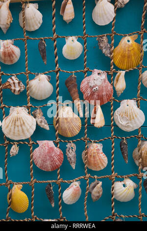 Verschiedene Muscheln auf einem Fischernetz angezeigt Stockfoto