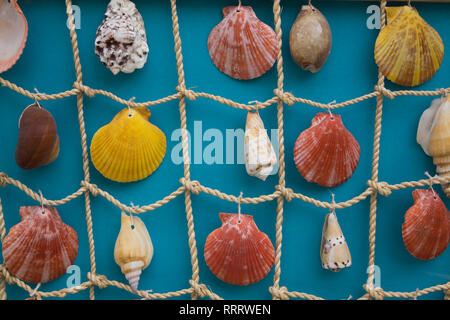 Verschiedene Muscheln auf einem Fischernetz angezeigt Stockfoto