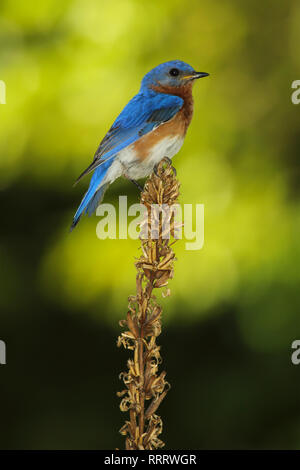 Ein männlicher Eastern Bluebird thront auf dem toten Skelett der Königskerze Blüten Stockfoto