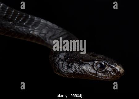 Schwarz Tree Snake (Thrasops jacksonii) Stockfoto