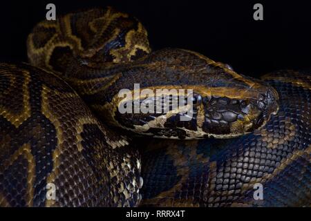 Central African Rock python (Python sebae) Stockfoto