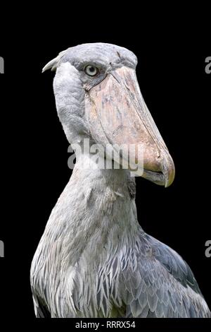 Schuhschnabel Stork (Balaeniceps Rex) Stockfoto