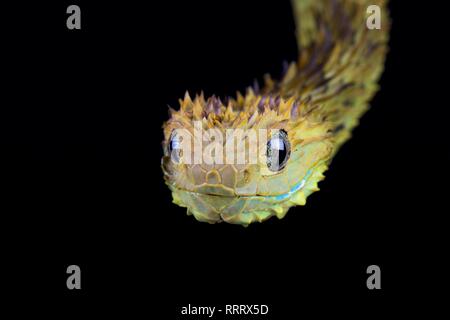 Hairy bush Viper (Atheris Hispida) Stockfoto