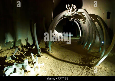 Doué-la-Fontaine, Frankreich - 27. April 2018: Les Perrières-Le Mystère des faluns Museum. Ein Bogen in der Höhle aus dinosaurierknochen in einem dunklen Kriechgang Stockfoto
