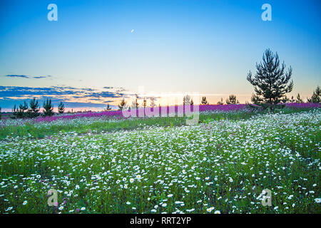 Schöner Frühling Nacht Landschaft mit blühenden Wiesenblumen Wiese. sommer feld mit blühenden weißen Blumen Gänseblümchen, verschwommenen Hintergrund Stockfoto