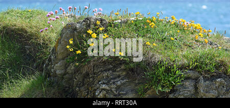 Wilde Blumen auf einer Klippe, Dodman, Cornwall, 250516 Stockfoto
