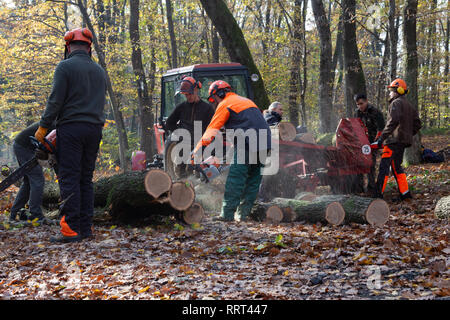 Holzindustrie - student Logger schneiden Baumstämme mit tragbaren Kettensäge und Kreissäge durch einen Traktor in den Wald gezogen Stockfoto