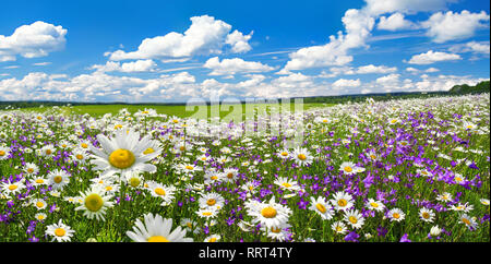 Frühling Landschaft Panorama mit blühenden Blumen auf der Wiese. weißen Kamille und Lila bluebells blühen auf Feld. Panoramablick Sommer Blick auf blühende w Stockfoto