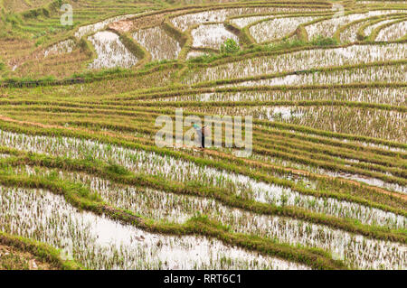 Terrassierten Reisfelder Hügel mit lokalen vietnamesischen Frau Wandern an einem bewölkten Tag, Sa Pa, Vietnam Stockfoto