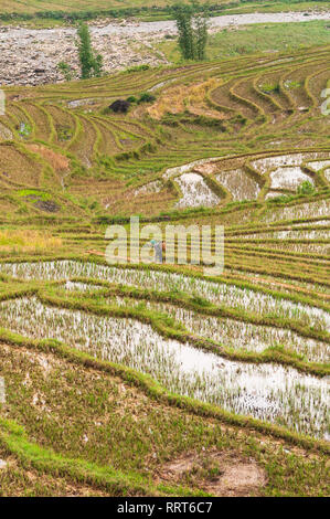 Terrassierten Reisfelder Hügel mit lokalen vietnamesischen Frau Wandern an einem bewölkten Tag, Sa Pa, Vietnam Stockfoto