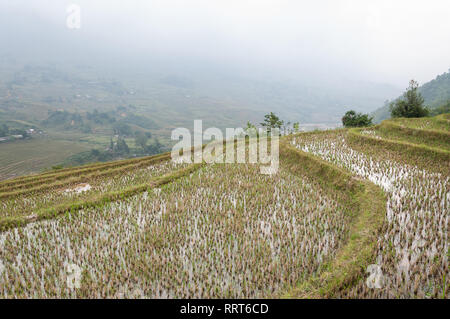 Terraced Rice Paddy Hill an einem bewölkten Tag, Sa Pa, Vietnam Stockfoto