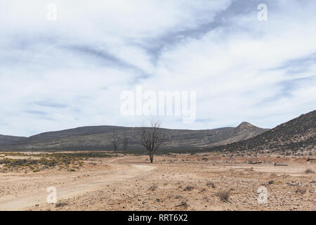 Drei Bäume in der Südafrikanischen Savanne mit Hügeln im Hintergrund und bewölkter Himmel Stockfoto