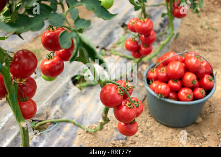 Bio Tomaten im Gewächshaus. Stockfoto