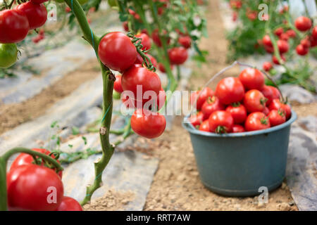 Reifen Garten Tomaten reif für die Ernte. Stockfoto