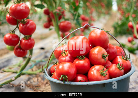 Close up Eimer voller Reife gesunde Tomaten. Stockfoto