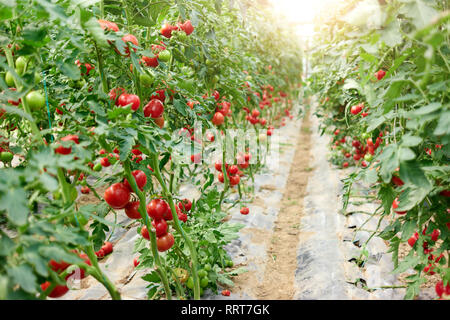 Plantagen mit Tomaten. Stockfoto