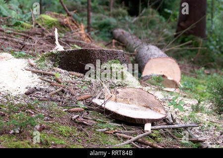 Frische Baumstumpf im Wald. Stockfoto