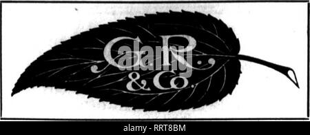 . Floristen Review [microform]. Blumenzucht. Juni 10, 1915. Die Floristen^ Review 31 G. J. RUSCH. F.F. DELVENTHAL GUST. RUSCH &Amp; CO.444-446 MILWAUKEE STREET, Milwaukee, Wis. Sitz der Cudahy Rosen DIE BESTEN LAGER IM MILWAUKEE MARKT diese Jahreszeit und alle anderen Schnitt Flo^ Vers und Grünen Großhändler der Floristen. Kabel arbeiten. Farbbänder. Etc. keine Bestellung zu groß für uns zu füllen - kein Auftrag zu klein unsere sorgfältige Aufmerksamkeit zu erhalten, erwähnen die Überprüfung • Wenn yon schreiben. Wissen Sie Armadillo Körbe?. Bitte beachten Sie, dass diese Bilder extrahiert werden aus der gescannten Seite Bilder, die haben können Stockfoto