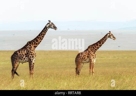 Männliche und weibliche Masai Giraffe, Giraffa Camelopardalis tippelskirchii, im hohen Gras der Masai Mara, Kenia. Stockfoto