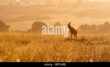 Topi, stehend auf einem Damm in der frühen Morgensonne, Masai Mara, Kenia. Stockfoto