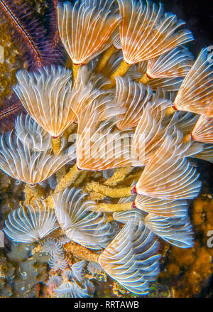 Sabellidae, Staubwedel Würmer sind eine Familie von sesshaften marine Rohr polychaete Worms Stockfoto