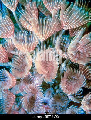 Sabellidae, Staubwedel Würmer sind eine Familie von sesshaften marine Rohr polychaete Worms Stockfoto