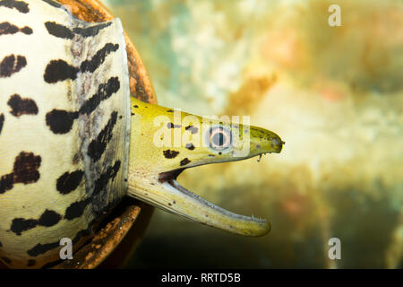 Muränen Gymnothorax favagineus (GESCHNÜRT) Stockfoto