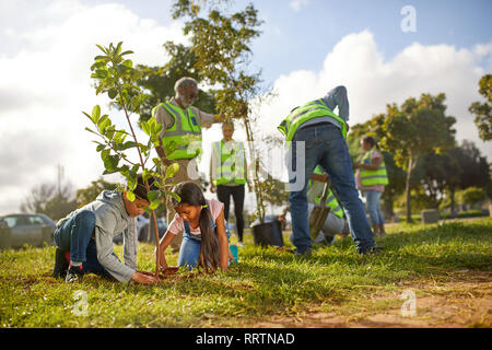 Freiwillige Anpflanzung von Bäumen im sonnigen Park Stockfoto