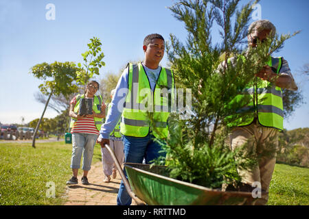 Freiwillige Anpflanzung von Bäumen im sonnigen Park Stockfoto