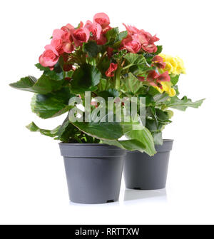 Plantinag-Begonia Blume in einem Topf Stockfoto