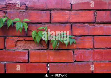 Im Alter von alten rauhen Dark Red brick wall mit wilden Trauben schießt, Ziegel, Blöcke, Blöcke von Backstein Stockfoto