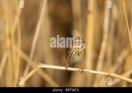 Rohrammer (Emberiza schoeniclus) weibliche Vogel essen die Samen im Schilf an der Cardiff Bay Feuchtgebiete Naturschutzgebiet, Cardiff, South Wales, Großbritannien Stockfoto