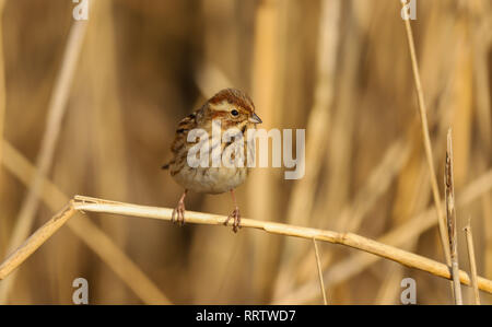 Rohrammer (Emberiza schoeniclus) weibliche Vogel essen die Samen im Schilf an der Cardiff Bay Feuchtgebiete Naturschutzgebiet, Cardiff, South Wales, Großbritannien Stockfoto