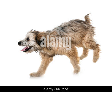 Welpen pyrenean Shepherd vor weißem Hintergrund Stockfoto