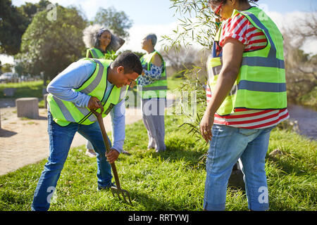 Freiwillige Anpflanzung von Bäumen im sonnigen Park Stockfoto