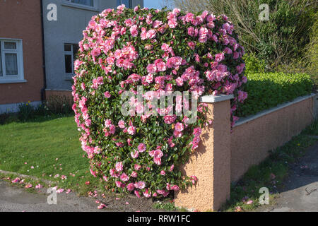 Camellia williamsii x Spende Strauch oder Busch in voller Blüte rosa Blumen Stockfoto