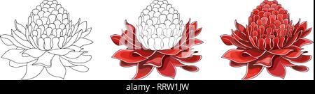 Cartoon halftone mit Etlingera Elatiorbegonie Erdbeere Blüte. Vektor hand farbige Skizze ertrinken Stock Vektor