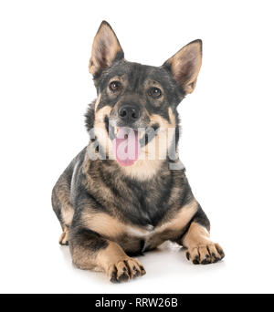 Schwedischer Vallhund vor weißem Hintergrund Stockfoto