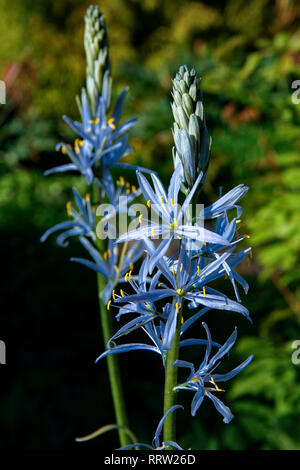 Blue Star geformte Blüten von Camassia cusickii (Cusick in Camas) Stockfoto