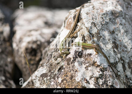 Zwei Eidechsen ruht auf einem weißen Rock Stockfoto
