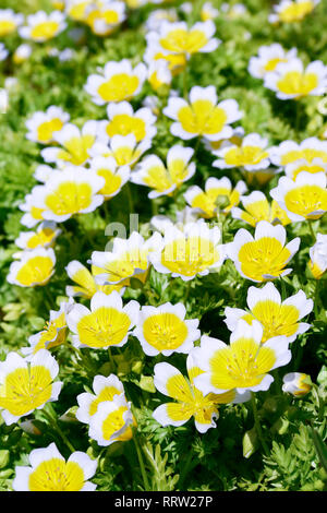 Cluster von gelben und weißen Blumen der Limnanthes maculata (pochiertes Ei Anlage) Stockfoto