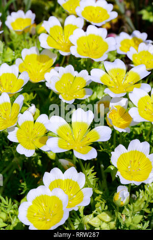 Cluster von gelben und weißen Blumen der Limnanthes maculata (pochiertes Ei Anlage) Stockfoto