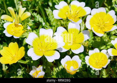 Cluster von gelben und weißen Blumen der Limnanthes maculata (pochiertes Ei Anlage) Stockfoto